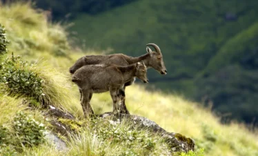 Eravikulam National Park