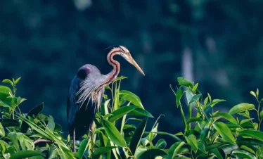 Kumarakom Bird Sanctuary