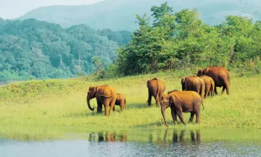 Periyar Wildlife Sanctuary